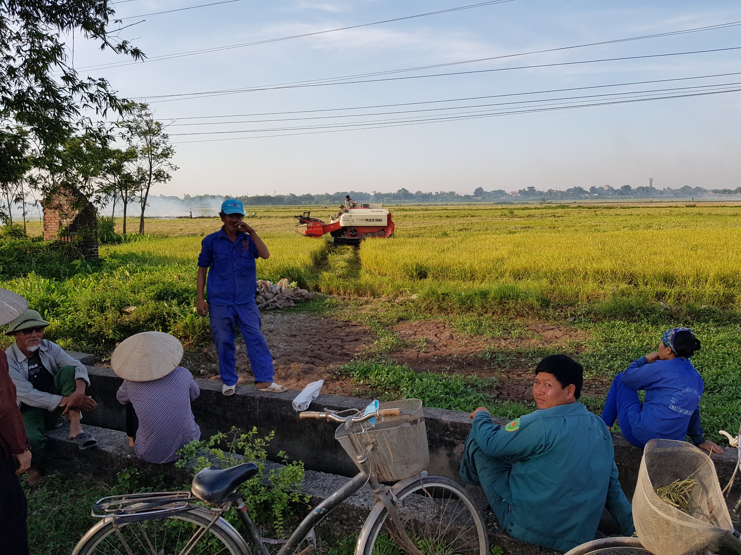 Xã Ninh Giang thu hoạch lúa vụ Đông xuân 2019 - 2020